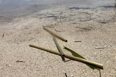 蒲草吸管在3~6個月內能夠自然分解