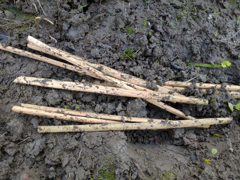 First Month of Biodegradation