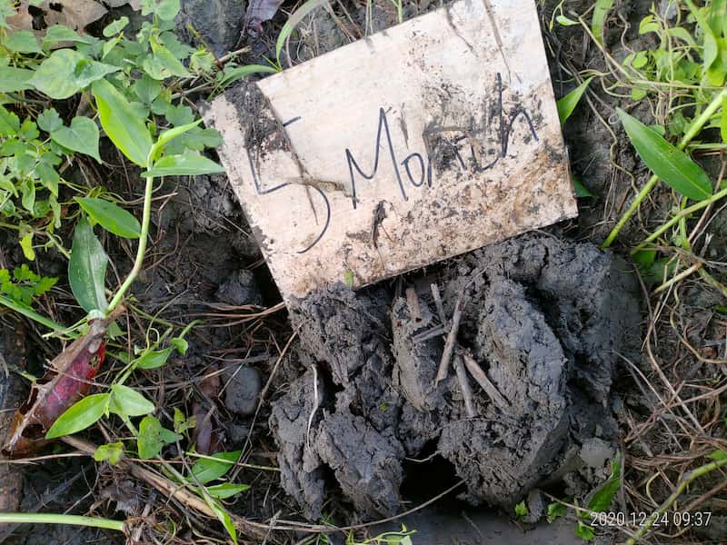 Fifth Month of Biodegradation