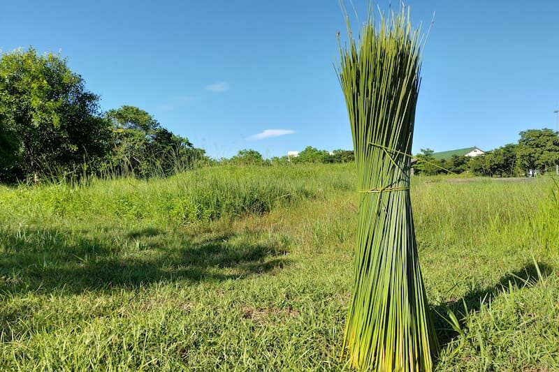 蒲草田每公頃每年有400公噸的固碳量