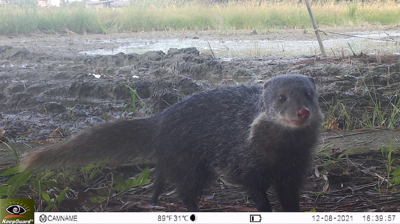 認養蒲草田_生物多樣性_田區動物＿食蟹獴