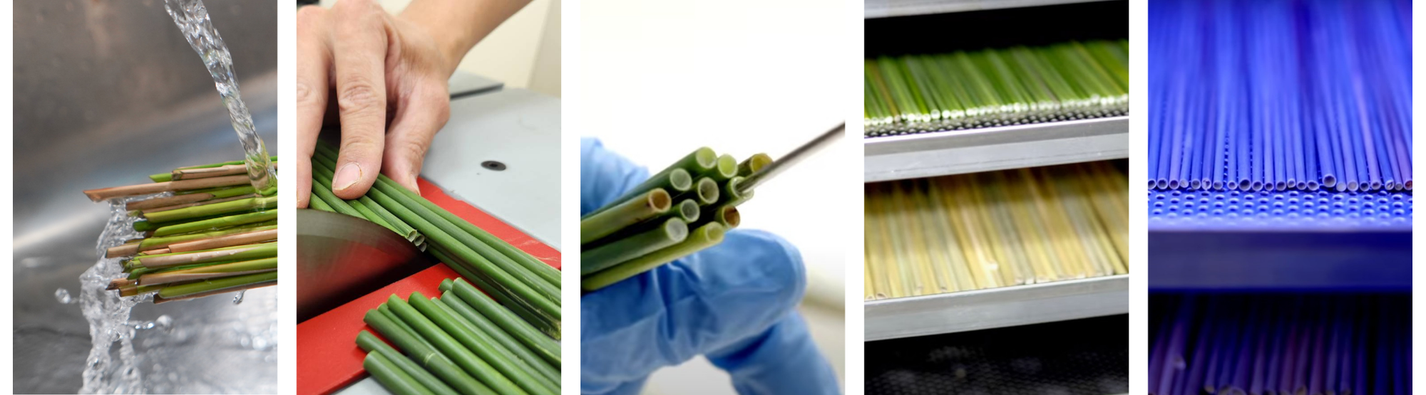 蒲草吸管-簡單製程