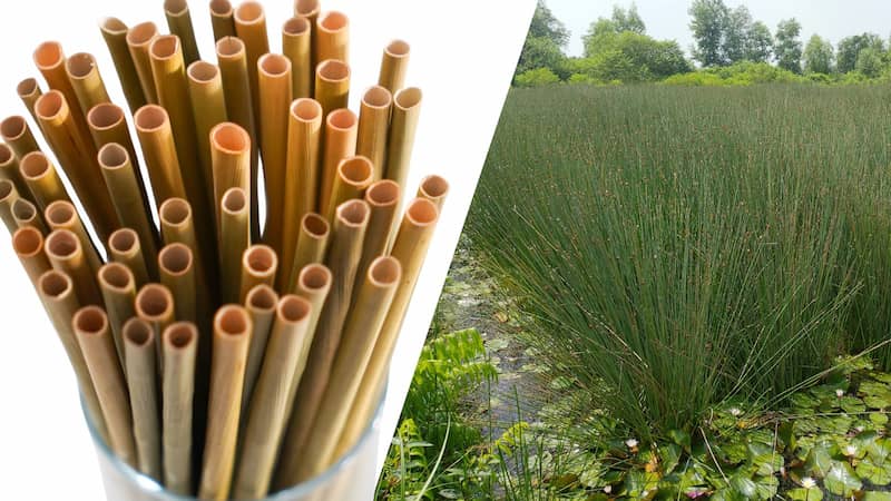 天然植物吸管-蒲草吸管