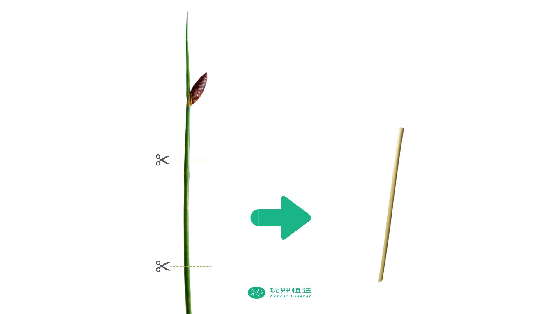 蒲草吸管是植物裁切的環保吸管