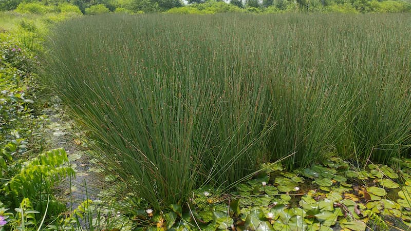 玩艸植造越南蒲草田與修復型材料